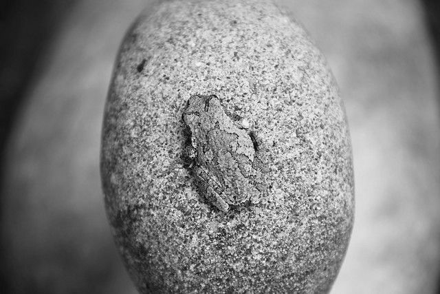 I found this grey tree frog on the head of my grandmother's concrete porch goose a few years ago. I liked the repetition of the oval shape and the unity of tone and texture. Also, what a cute little frog!