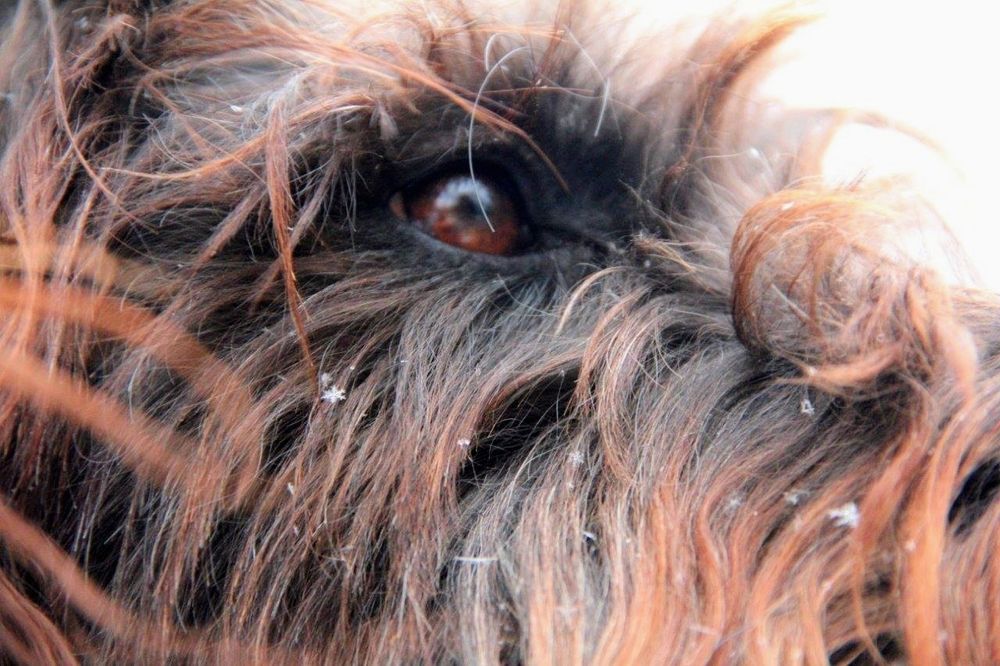 This photograph shows a close up shot of a very furry dog's eye. In the wavy fur several small snowflakes have been captured.

I took this photo years ago when my dog was walking in the snow. She had remarkable eyes. They were so large that often you could see the whites of her eyes, much like a human. Because of that, her eyes were very expressive and almost human and the way she could convey a message. In this case, I know just by her eyes that she's on the lookout for squirrels, and not people to pet her. That's why I consider this photo to fall into the category of werewolf. She passed away a little more than 2 weeks ago now, and I'm still getting used to not having my friend around. But I'm so thankful to have hundreds of photos that I have taken of her over the years. Part of my grieving processes to occasionally share a photo so that she and my memories of her can be appreciated by others.