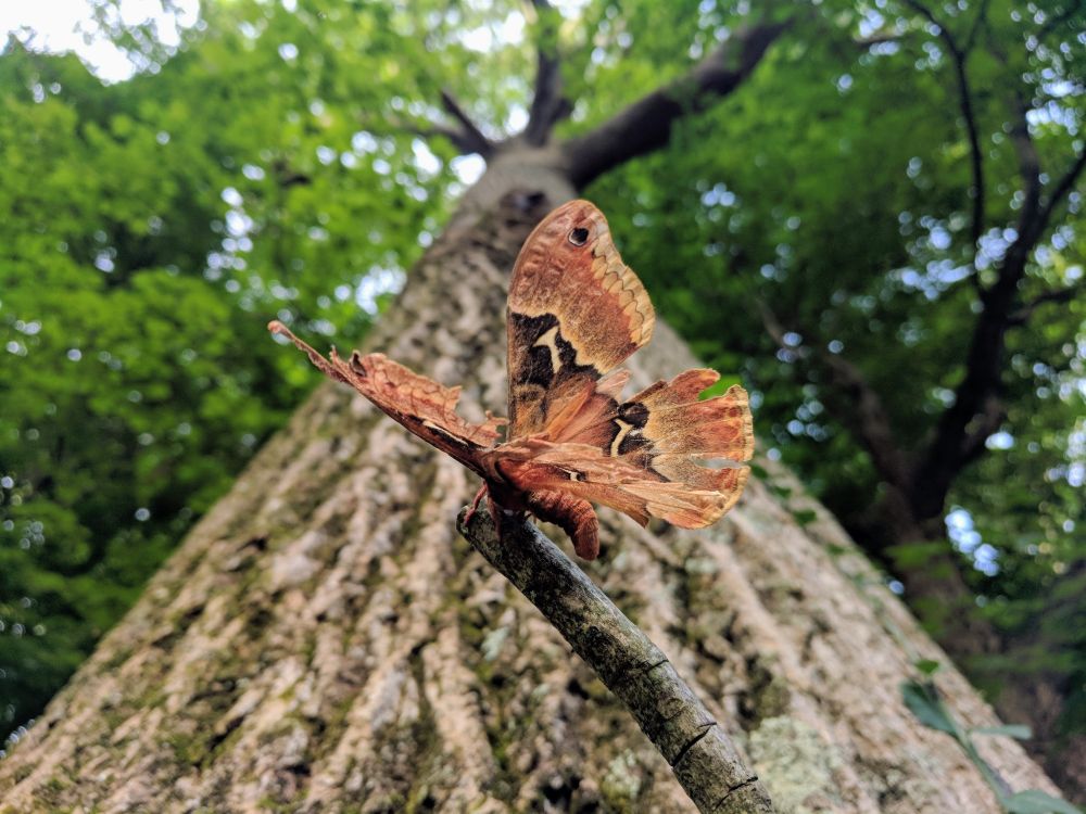 This photograph shows a brown moth perched on a stick as the photographer holds it up underneath a poplar tree. There's a very strong sense of one point perspective as the tree trunk goes up into the sky and creates a vanishing point somewhere beyond the branches and the leaves. 

I found this moth struggling on the ground near the end of its life. I decided to give it one last flight and let it crawl on the end of a stick. I slowly lifted the stick with the moth into the air and caught it with a photo underneath a large poplar tree. Little did I know this was a silk tulip tree moth, and the tree was a tulip poplar. The moth got a portrait with its namesake on its last flight.

