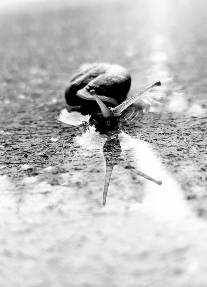 I took this photo in my driveway on a very wet day. The image consists of a snail centrally placed in a portrait format. The wet concrete is very reflective, so the foreground and part of the middleground are reflecting the sky while the background shows more of the texture of the concrete as the darker trees are reflected. The snail lifted up its head to keep it out of the water because the surface tension of the water is clinging to the small creature. The snail's head and extended antennae are captured in the reflection just in front of it with the sharpest focus of the image. Texture is very important in this photograph as there is contrast between the slick and slimy snail in the smooth water and the rough concrete just under the surface of the surface.