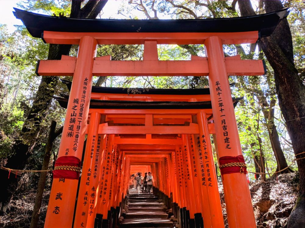 The orange Tori Gates at Fushimi Inari Shrine go on for miles. In this photo I'm standing at the base of a large grouping of Tori Gates that line a staircase going uphill. The gates are framed and the shot with trees surrounding them and a group of people a ways up into the gates.