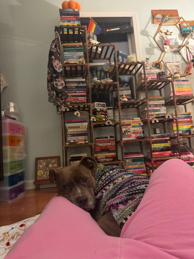 Photo of a pit bull wearing a sweater curled up on its humans legs