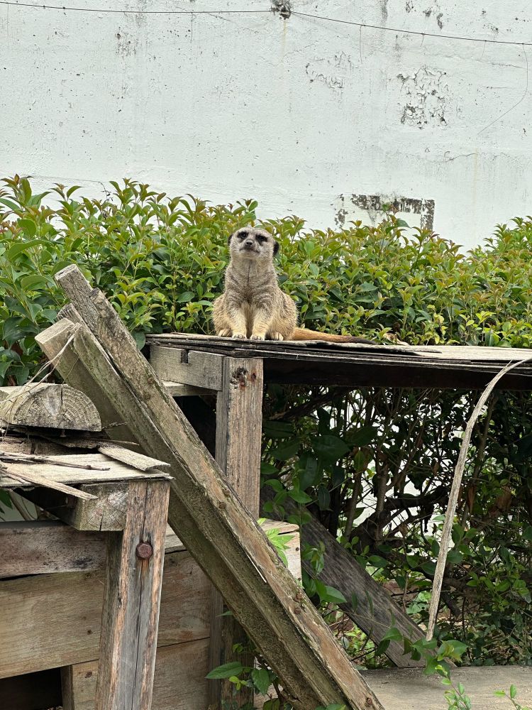 ミーアキャット