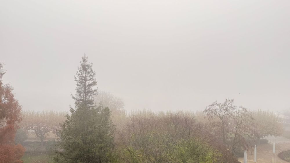 Der Main verschwindet im Nebel.