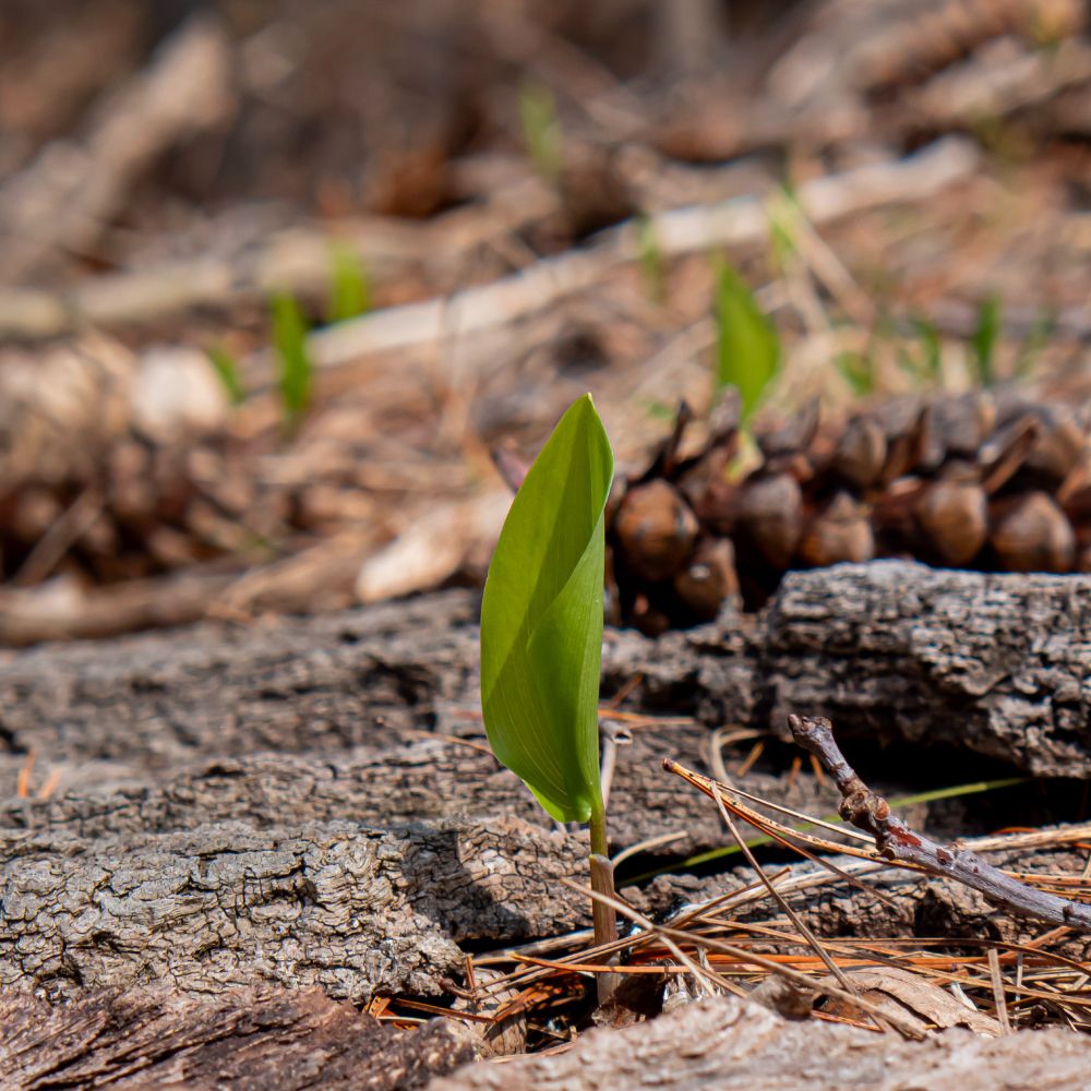 A small leaf is partially furled after emerging from the needles and bark on the forest floor