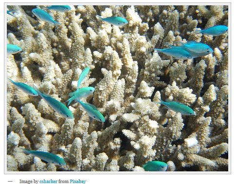 Photo of small blue fish amongst coral reef.
