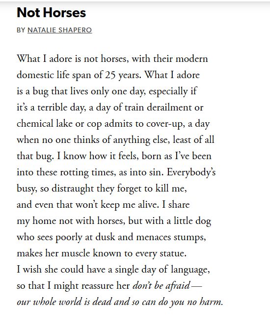 Not Horses

By Natalie Shapero

What I adore is not horses, with their modern
domestic life span of 25 years. What I adore
is a bug that lives only one day, especially if
it’s a terrible day, a day of train derailment or
chemical lake or cop admits to cover-up, a day
when no one thinks of anything else, least of all
that bug. I know how it feels, born as I’ve been
into these rotting times, as into sin. Everybody’s
busy, so distraught they forget to kill me,
and even that won’t keep me alive. I share
my home not with horses, but with a little dog
who sees poorly at dusk and menaces stumps,
makes her muscle known to every statue.
I wish she could have a single day of   language,
so that I might reassure her don’t be afraid —
our whole world is dead and so can do you no harm.