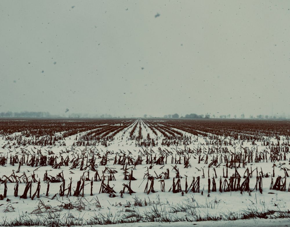 An Ohio cornfield in the snow. 