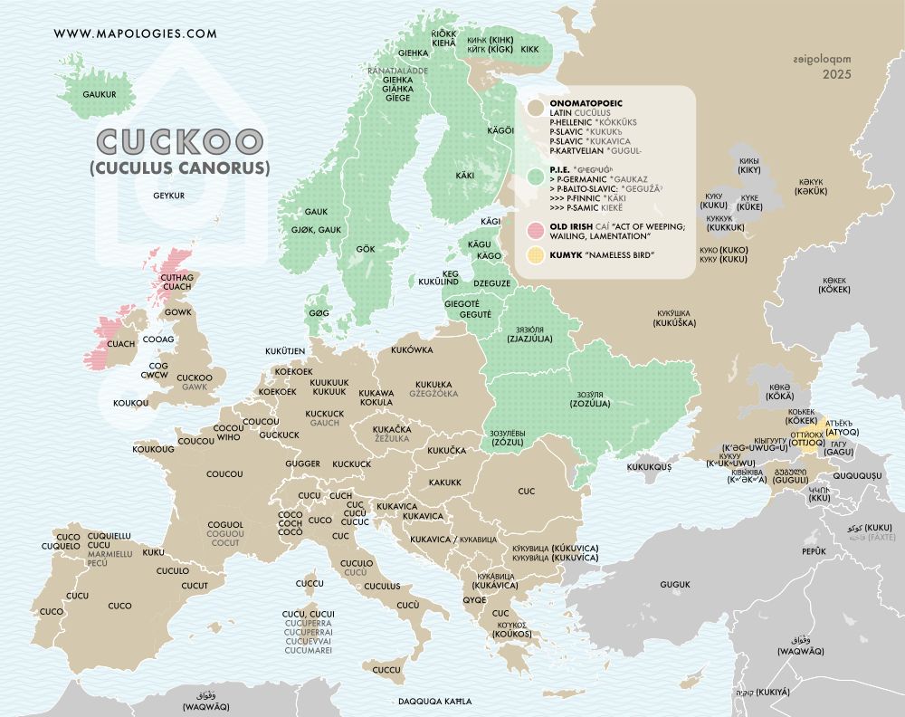 Etymology map of cuckoo (cuculus canorus)