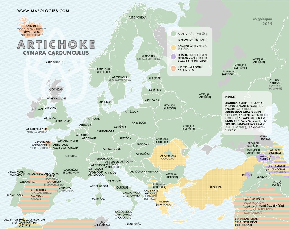 etymology map of artichoke