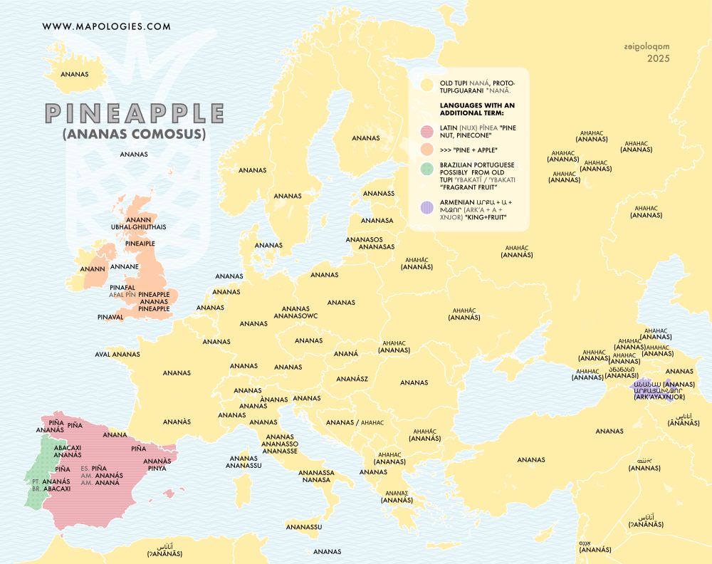 Etymology map of pineapple