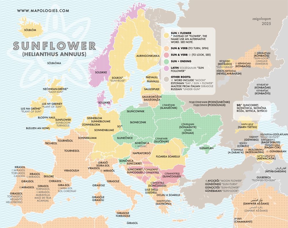 etymology map of sunflower