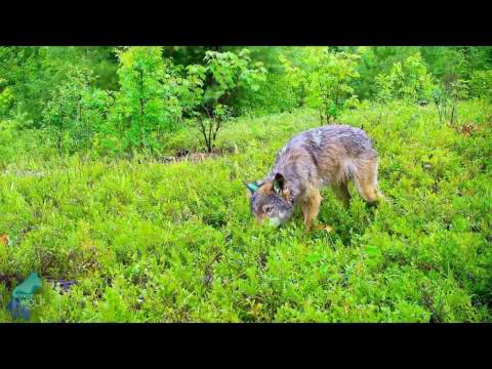 First-ever footage of wolves eating blueberries in Northern Minnesota
