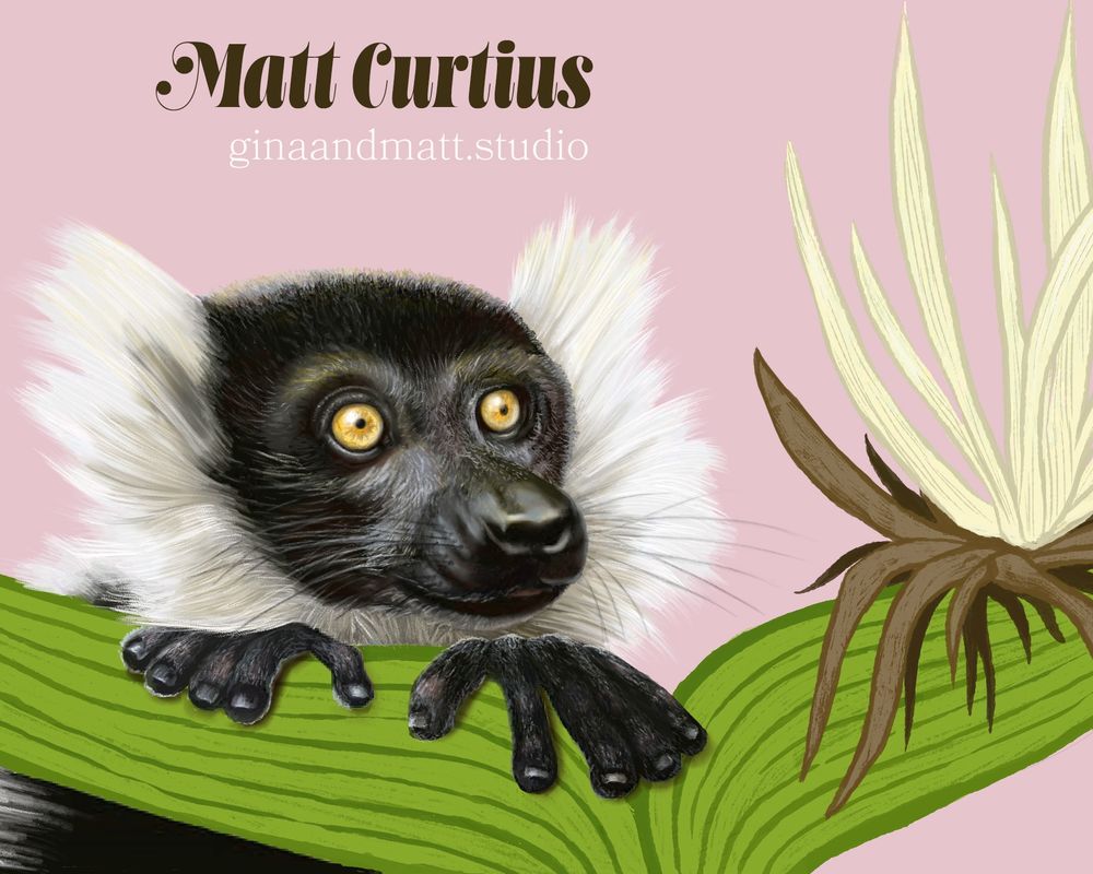 a black and white ruffled lemur acting as a pollinator 