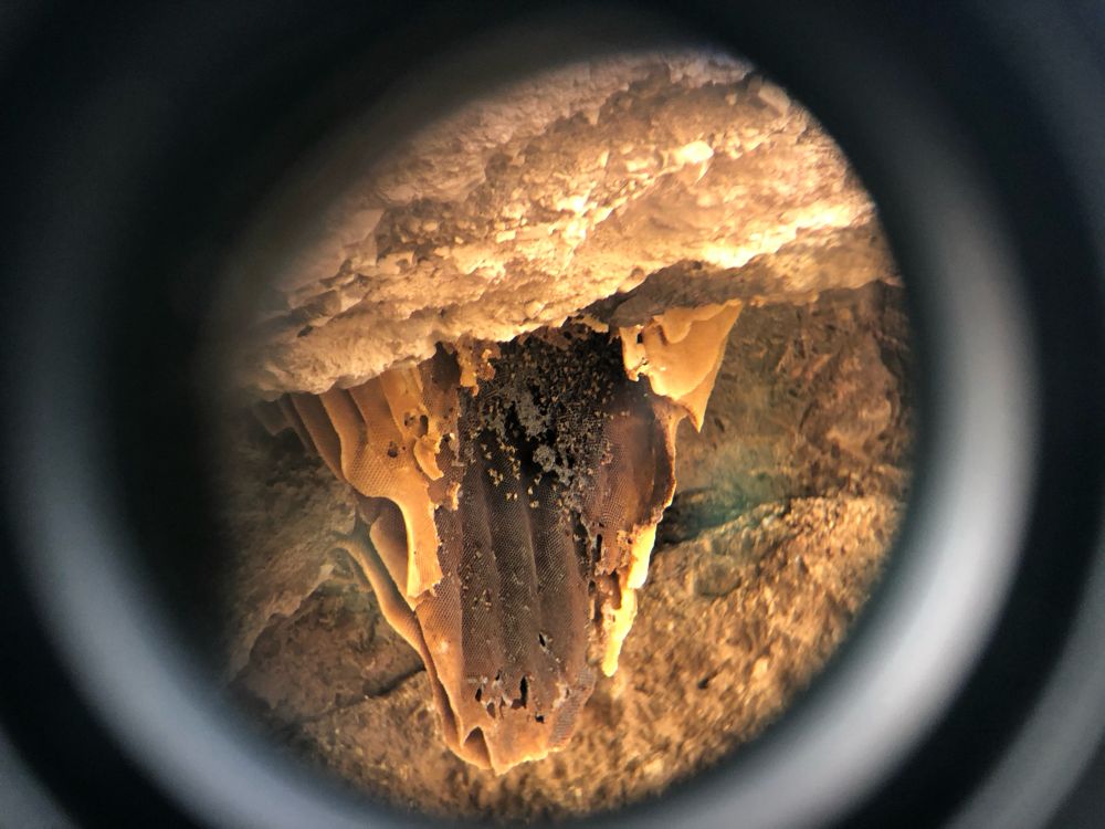 Wild bee honeycomb hanging from red rock cliffs through a binocular lense