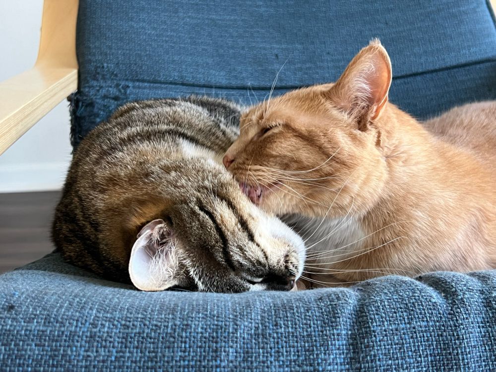 Ginger cat grooms a sleeping tabby cat 