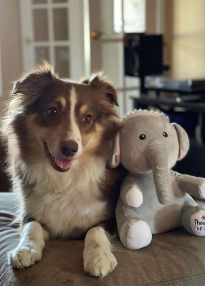 A happy, brown and whiteAustralian Shepherd with fluffy fur sits on a couch next to her stuffed elephant toy named Sebastian. The dog has its mouth slightly open and appears to be smiling. The background shows a room with a glass-paned door and some furniture.