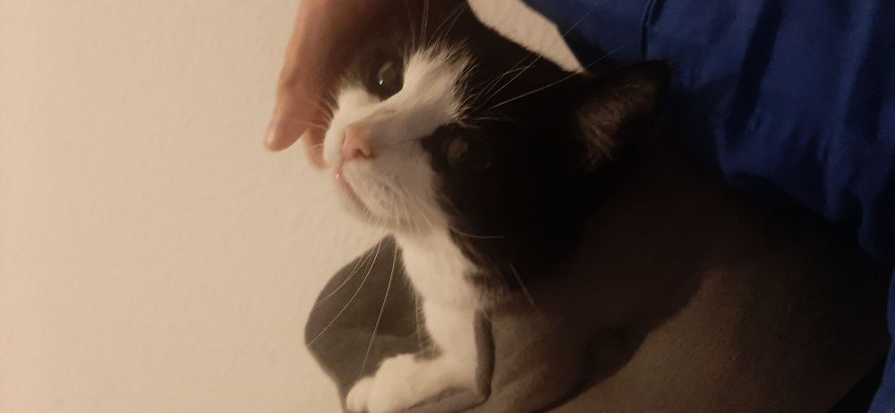 Katze guckt beim kraulen grimmig