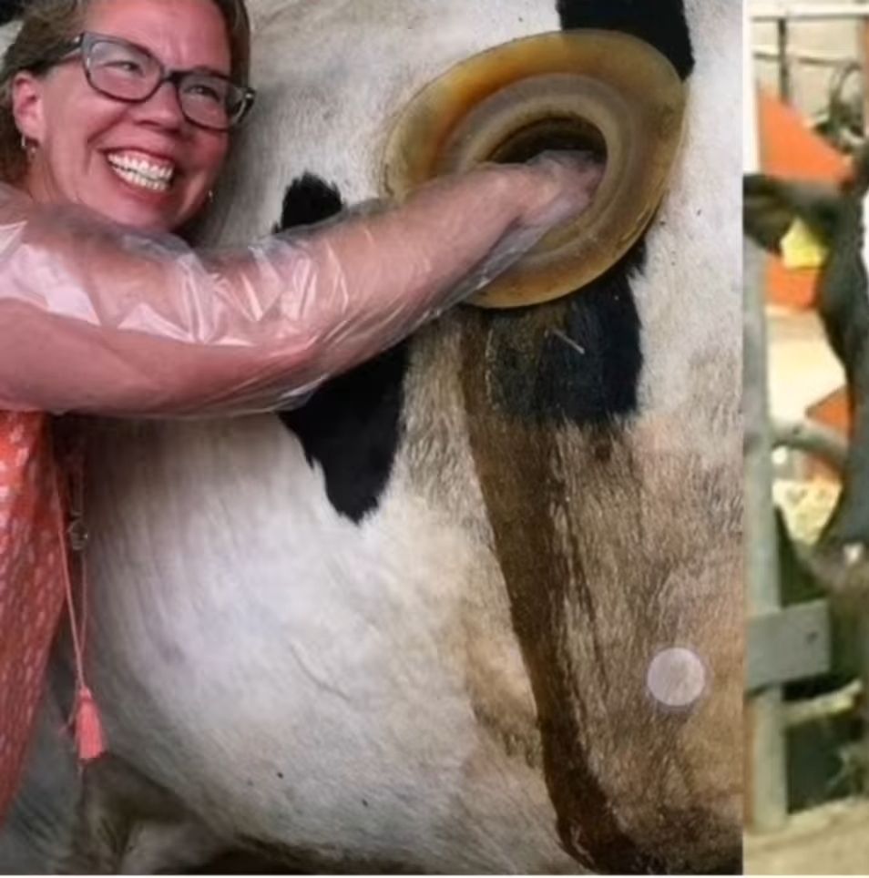 Ein Loch in Kühen um die Ernährung zu optimieren für Eure Milch & Co 🤮🤢 Eine Frau die in das extra eingebaute Loch im Bauch einer Kuh greift & Lacht 🤬 Was stimmt mit euch nicht