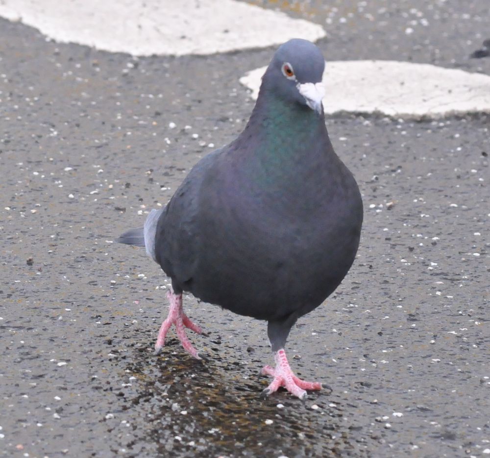 Links: King Oldy der SchwarmWächter das älteste Täubchen ❤️
Rechts: Rabe Hermann fliegend  mit Walnuss im Schnabel 🩷 Liebe Grüße von den Beiden