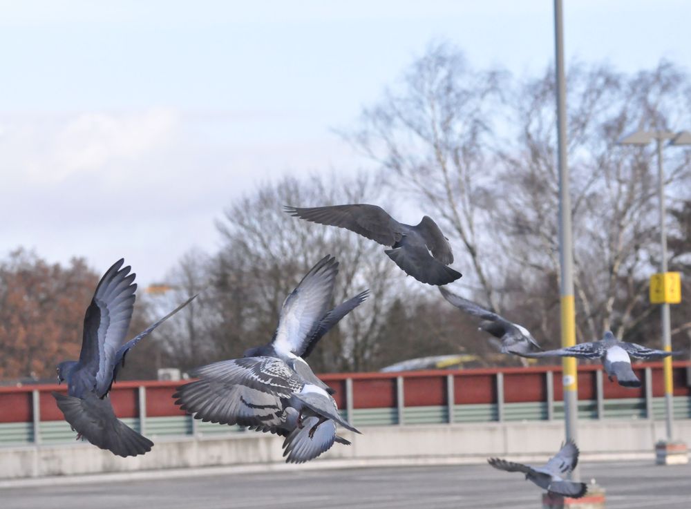 Meine Täubchen im Moment - auch sie wünschen euch einen schönen & erholsamen zweiten Feiertag 💖