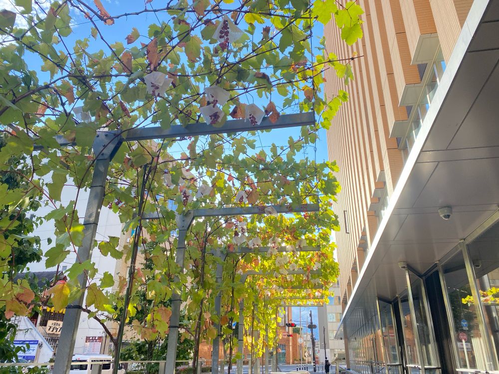 甲府駅近くの大通り。街路樹の代わりにブドウが植えられている。素敵。