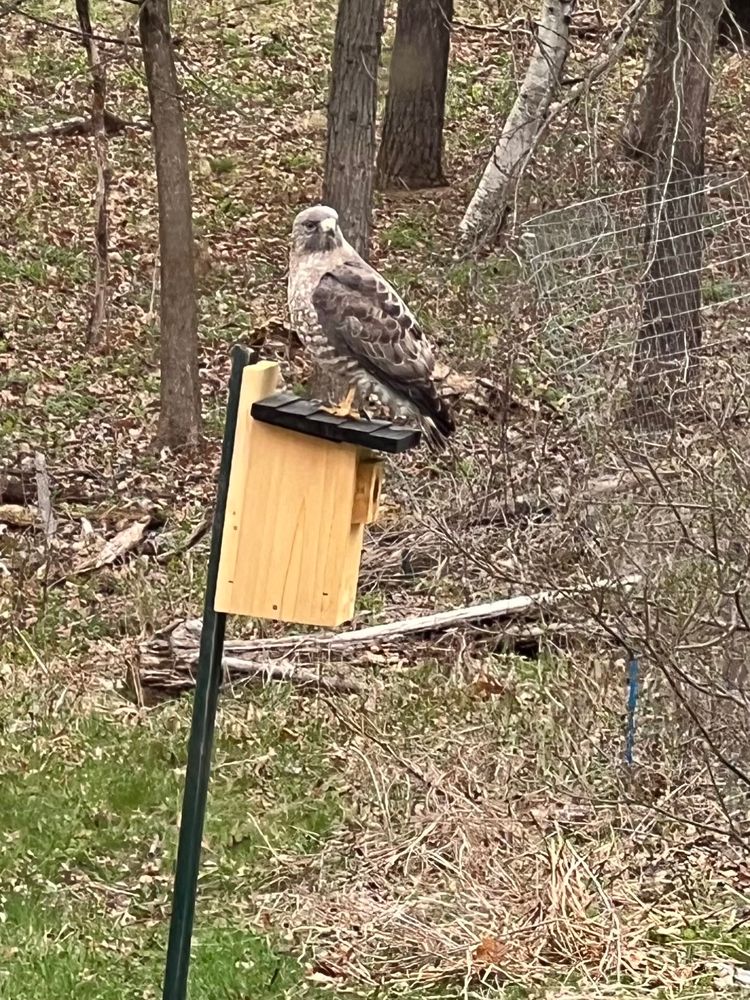 A Cooper’s hawk sits atop a house intended for blue birds. The bird house is a small wooden box mounted on a tall steel post about 1.5 meters above the ground in a grassy field abutting a wooded area.
