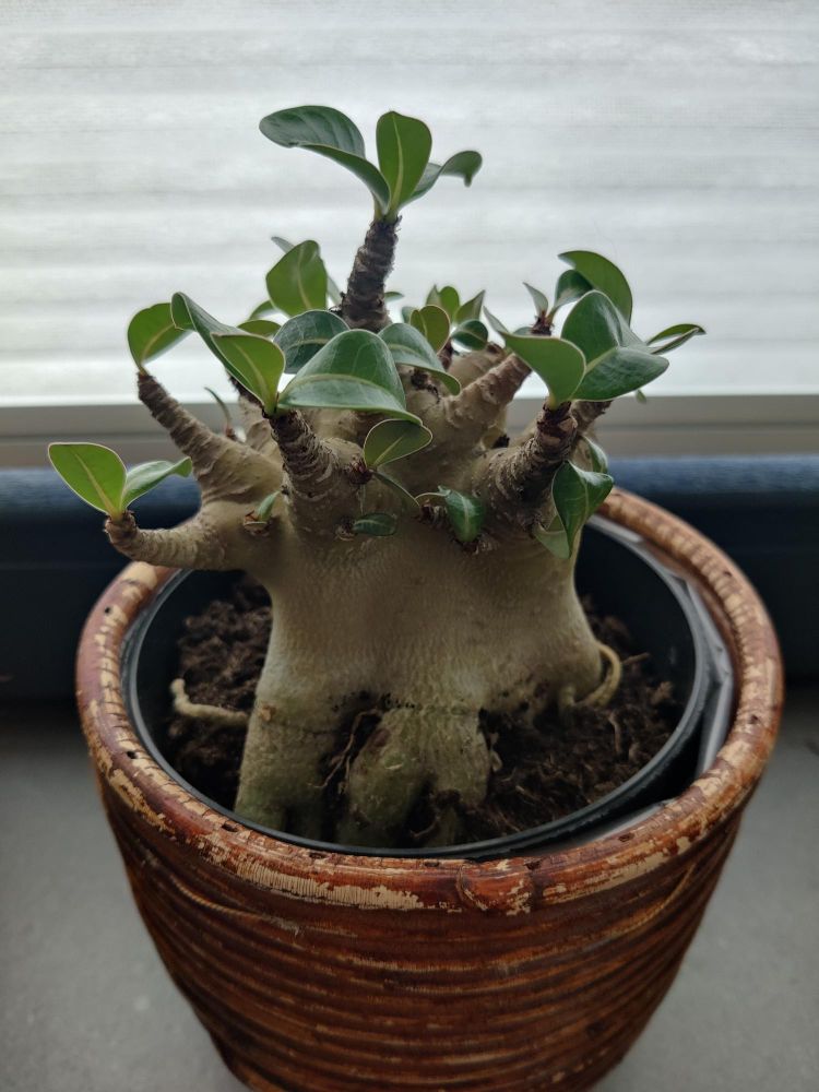 Woestijnroos adenium ansu baobabje