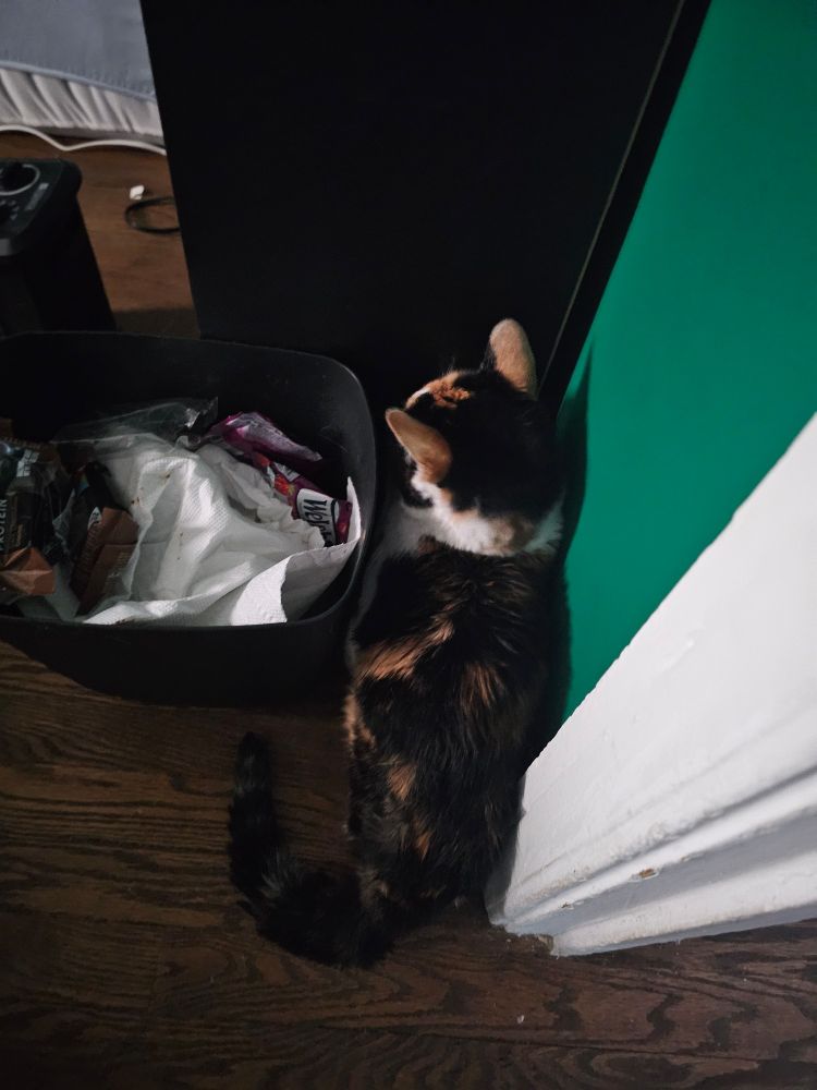 Snickers, a calico cat, stuck between a trash can, bookcase, and wall in her bedroom.