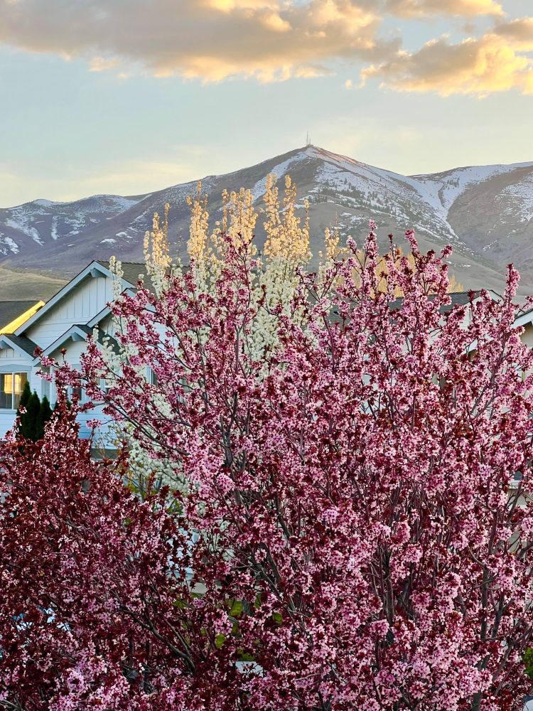 Pink cherry blossoms in bloom with a snowcapped Sierra Nevada mountain in the background. Photo taken at Golden Hour. 
