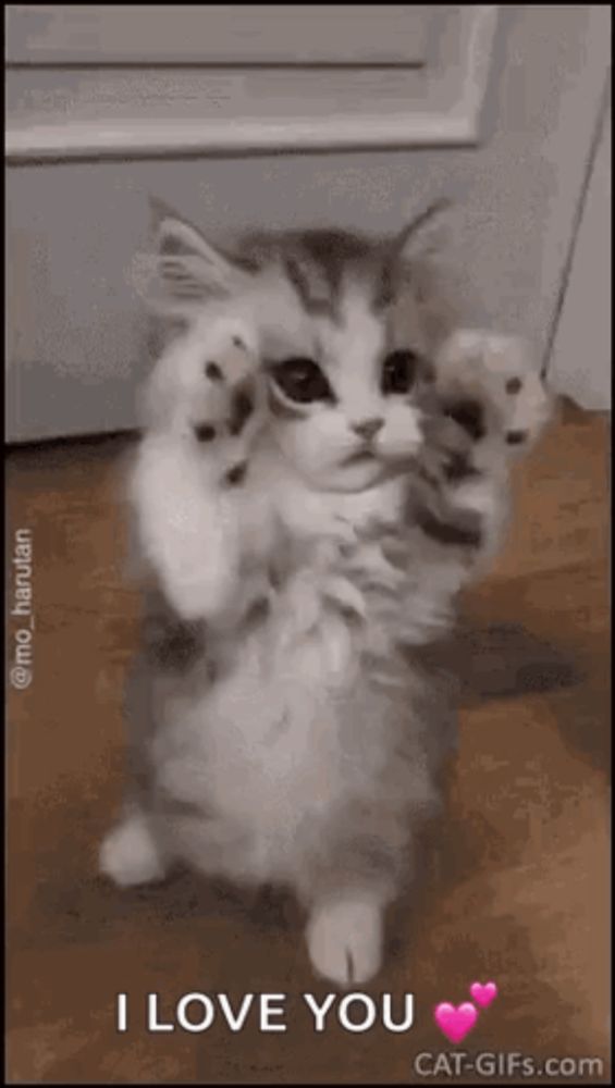 a kitten is standing on its hind legs holding a stuffed animal and says `` i love you '' .