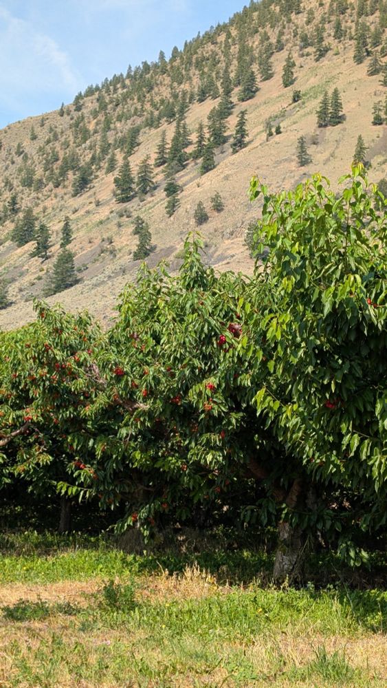 A row of cherry trees laden with fruit.
