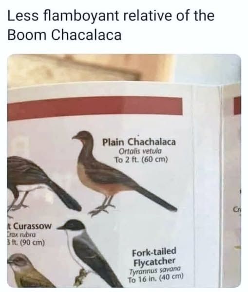 Bird identification book with a picture of the Plain Chachalaca (Ortalis vetula).  Caption reads: Less flamboyant relative of the Boom Chachalaca.