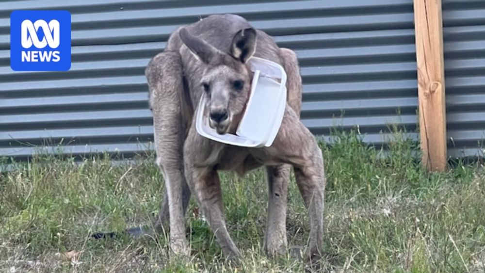 Tourists urged not to feed wildlife after spate of bin-diving kangaroo rescues