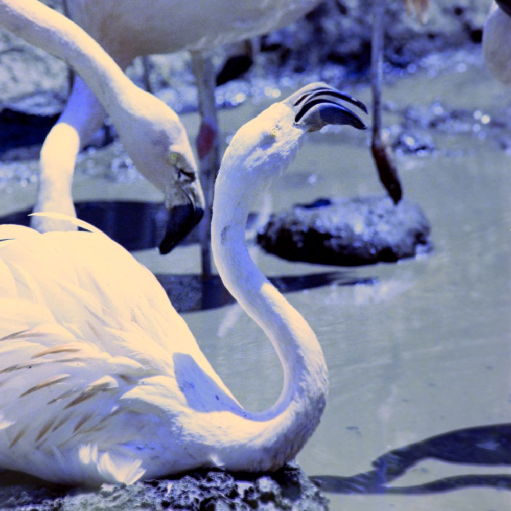 A white flamingo stands on muddy ground with its long neck elegantly curved, creating an S-shape. Another flamingo in the background lowers its head to the ground. The image has strong sunlit highlights and blueish tones.