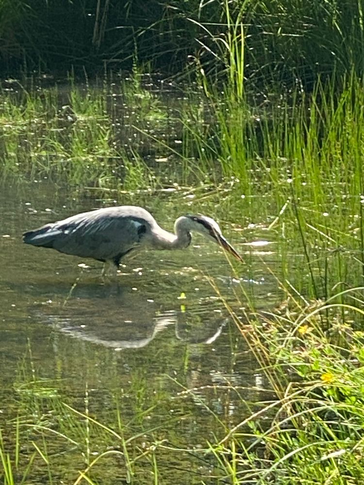 Ein Graureiher steht im Wasser und konzentriert sich auf etwas vor ihm im Wasser. 