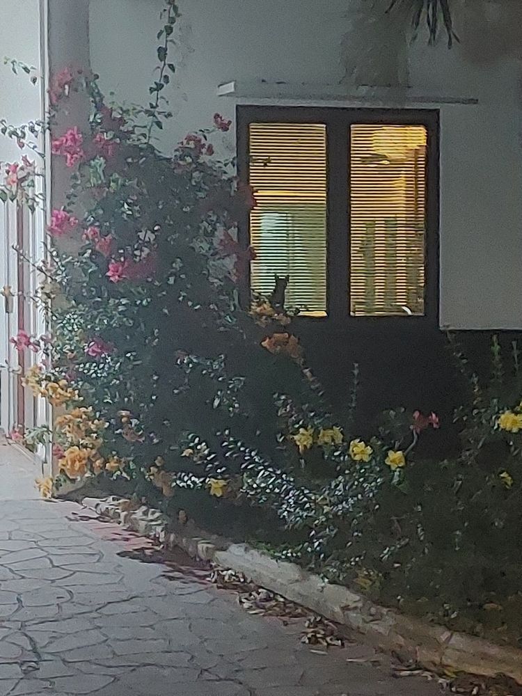 꽃이 피어있는 창가에 고양이의 실루엣이 보인다. 바깥을 쳐다보는듯 귀를 쫑긋 세우고 앉아있다.