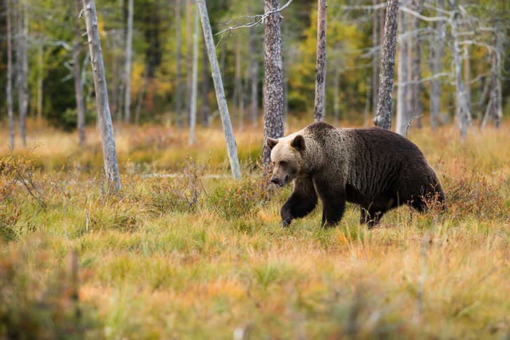 Black bear