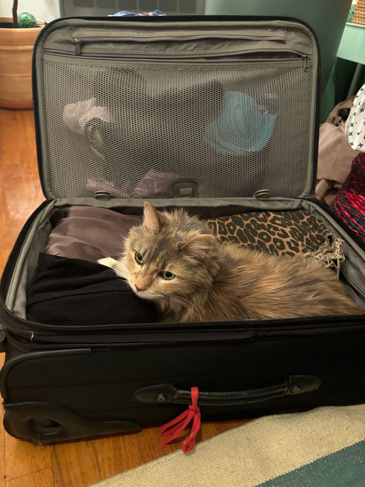Cetta cat packing herself into an already-packed suitcase