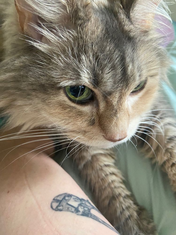 close up on Cetta’s precious little face, big green eyes twinkling mischievously