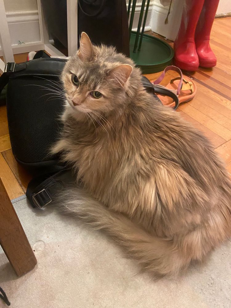 A dilute tortoisehell cat curled on a backpack and looking innocently at the camera
