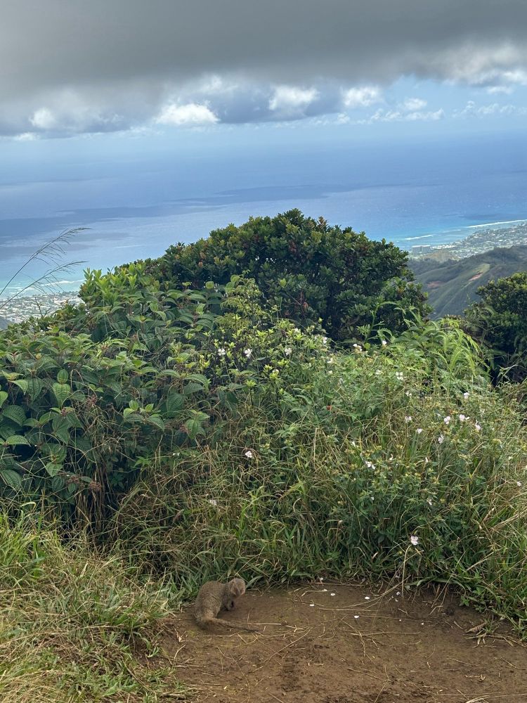 a mongoose looks back at it atop a mountain