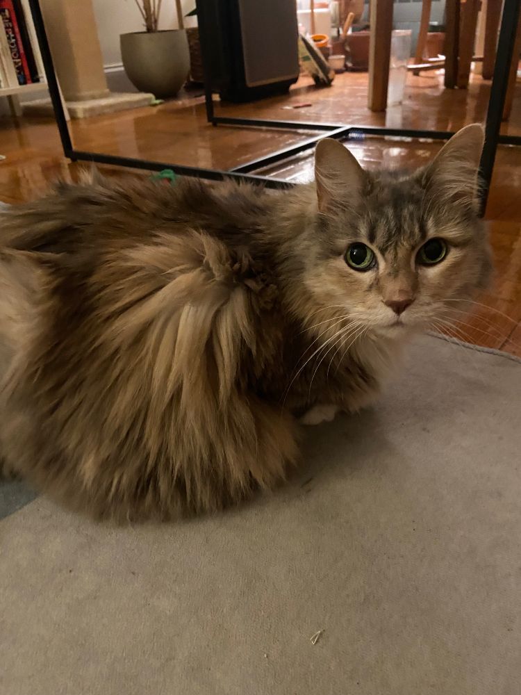 Cetta cat looking up innocently from the floor