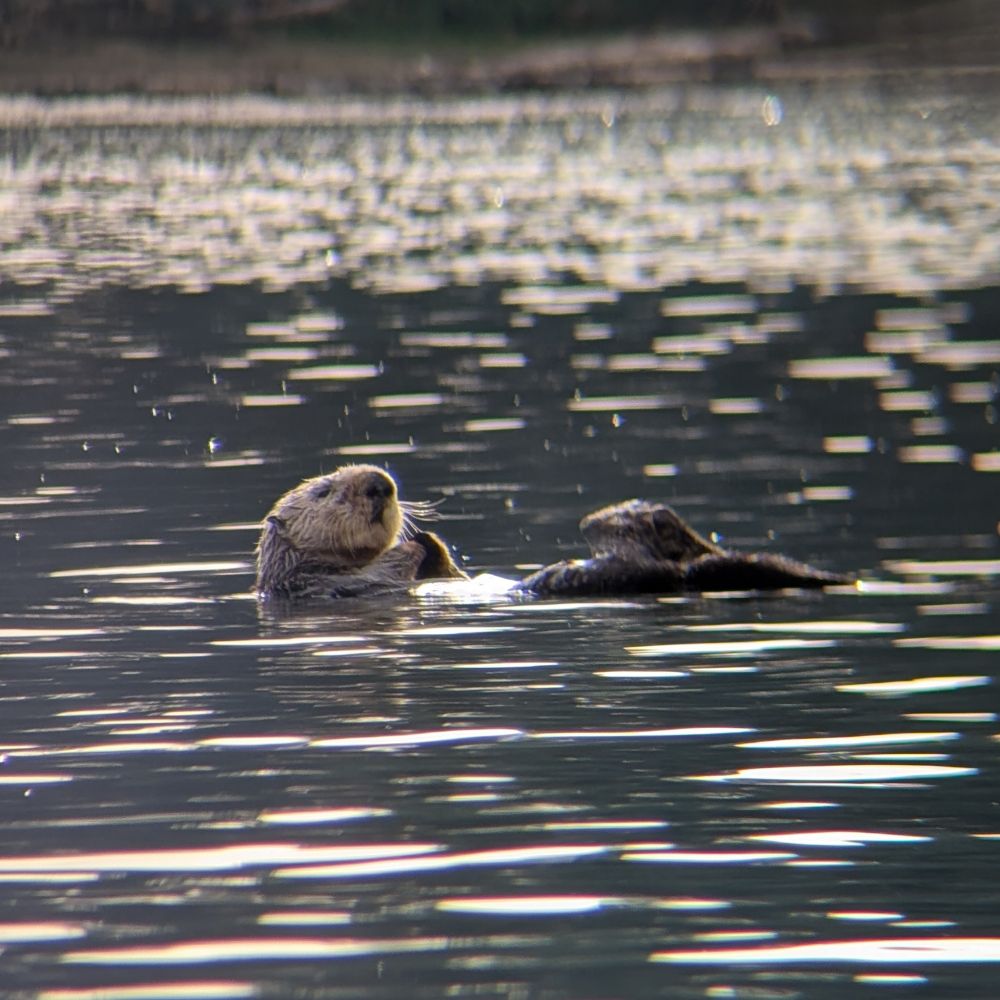An otter on the water, having a snack.
