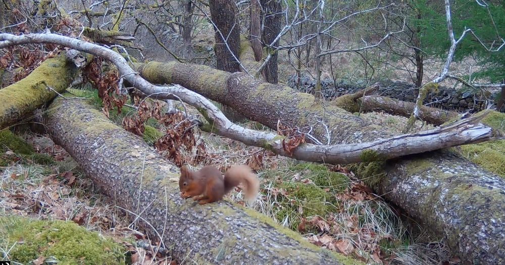 A red squirrel sitting on a fallen tree in the forest