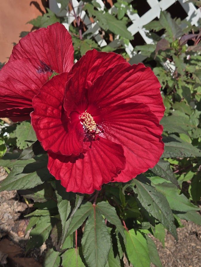 Giant crimson hibiscus flowers.