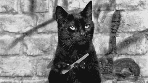 Black Cat filing their claws