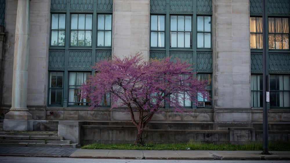 Bringing Back Trees To 'Forest City's' Redlined Areas Helps Residents And The Climate