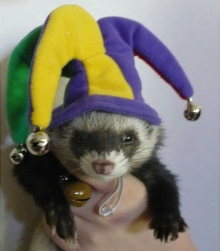 ferret wearing a jester hat