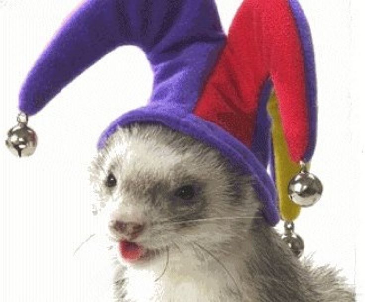 ferret wearing a jester hat